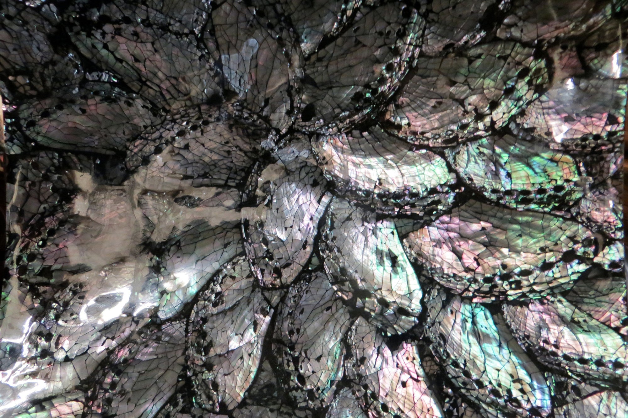 Close-up of polished abalone shells displaying iridescent textures, symbolizing the marine origin and visual beauty of key ingredients in Miracle of the Sea products.